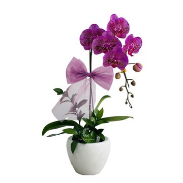 Lan Hồ Điệp Tím Đốm Hoa HD16