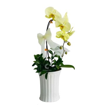 Lan Hồ Điệp Vàng Cát Tường HD10