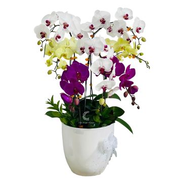 Lan Hồ Điệp Bản Hòa Ca HD27