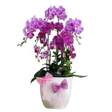 Lan Hồ Điệp Nâng Tầm Không Gian HD29