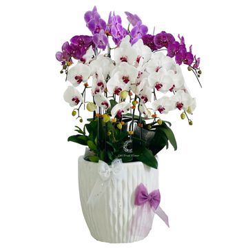 Lan Hồ Điệp Vương Nét Mộng Mơ HD24