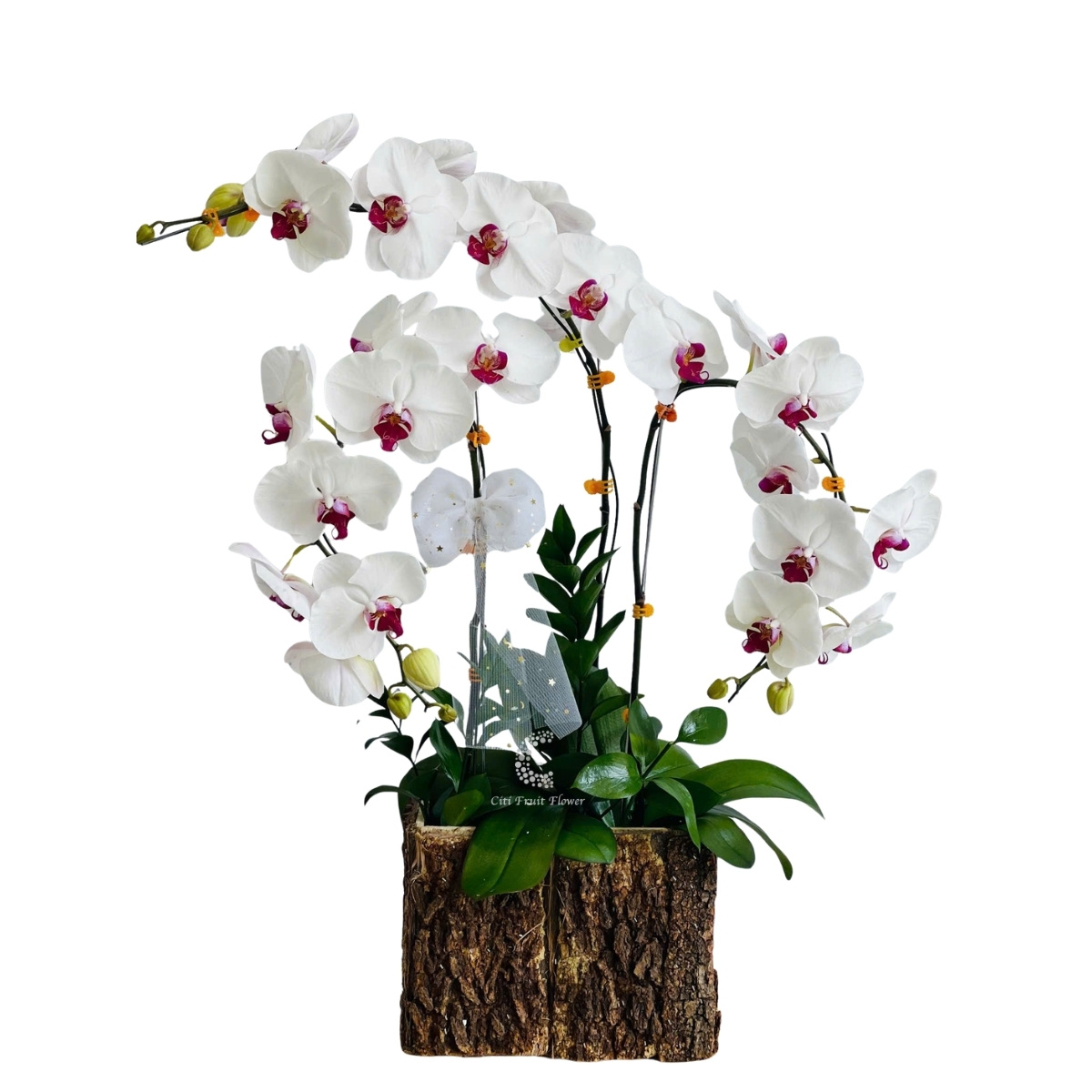 Lan Hồ Điệp Thiên Khôi HD35