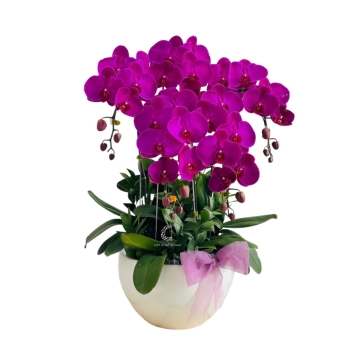 Lan Hồ Điệp Tím Dạ Vũ HD05
