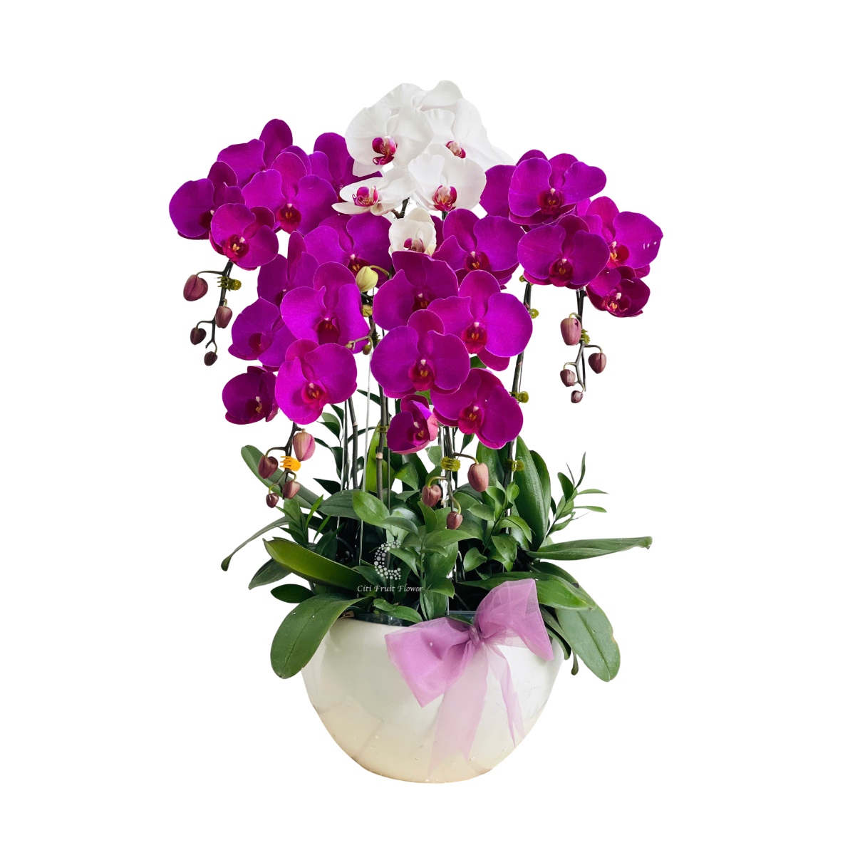 Lan Hồ Điệp Tím Vương Sắc HD04