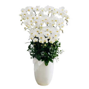 Lan Hồ Điệp Bạch Long Thăng Thiên HD57