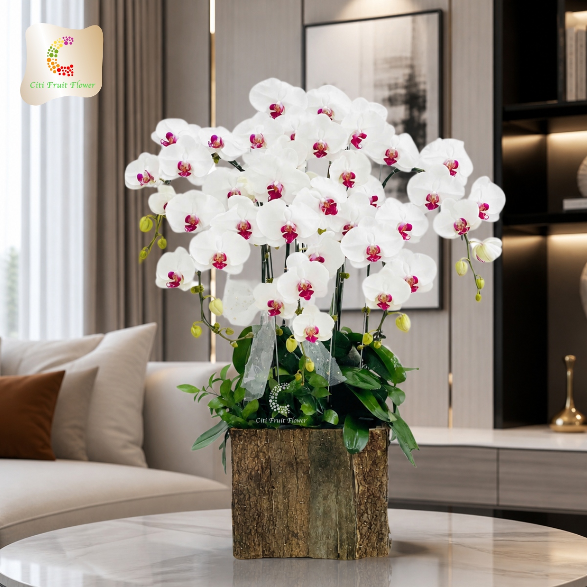 Lan Hồ Điệp Tuyết Trắng Ngàn Hoa HD56