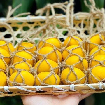 Những thông tin thú vị về trái thị không phải ai cũng biết