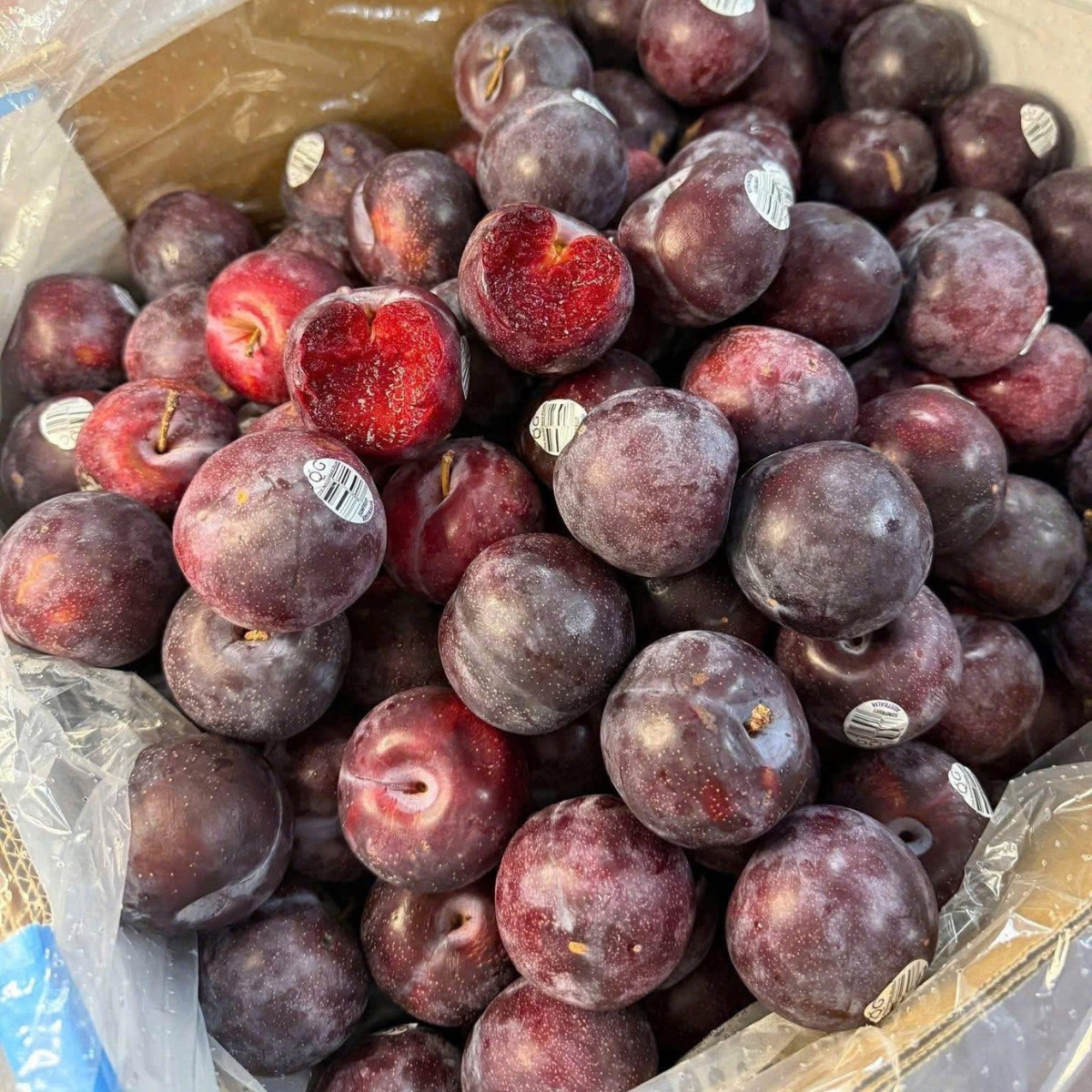Mận Úc