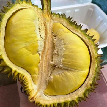 Sầu Riêng Monthong Thái – Cơm Vàng Hạt Lép, Thơm Ngon Chuẩn Vị Thái