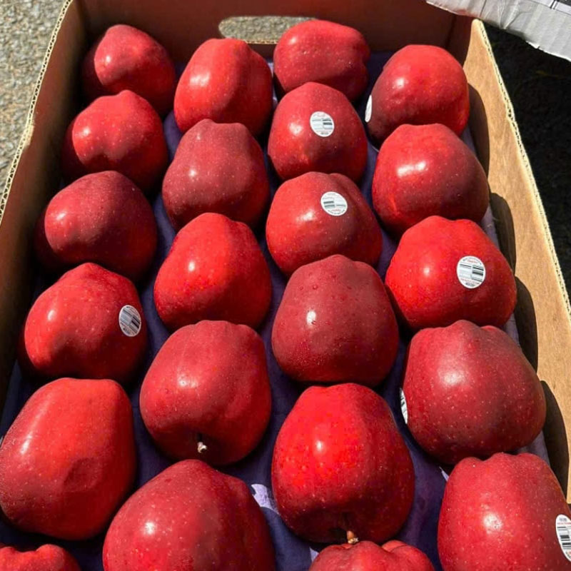 Táo đỏ 5 góc Red Delicious Mỹ