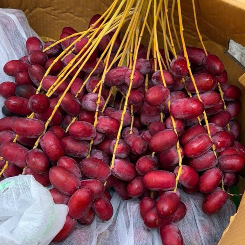 Chà Là đỏ Thái Lan