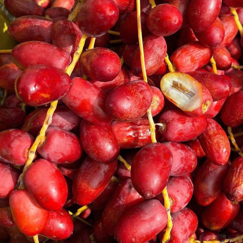Chà Là đỏ Thái Lan