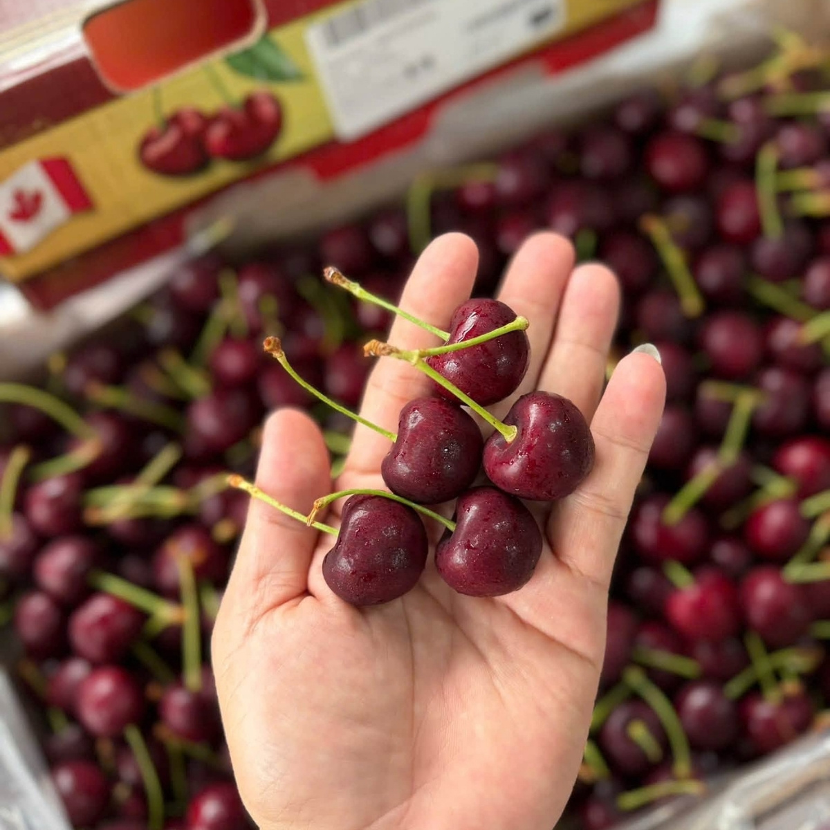 Cherry Canada