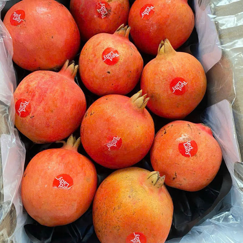 Lựu Đỏ Ấn Độ