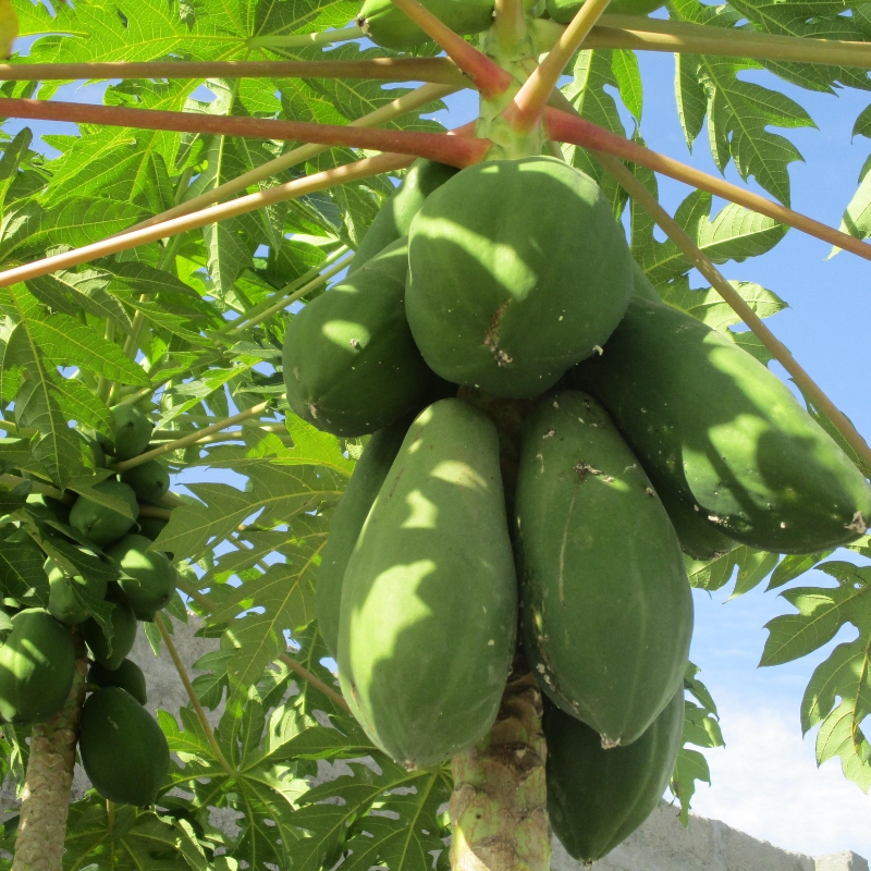 Đu Đủ
