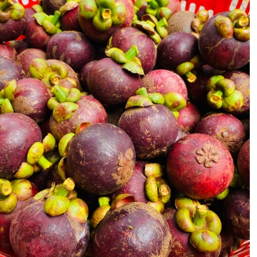 Măng Cụt