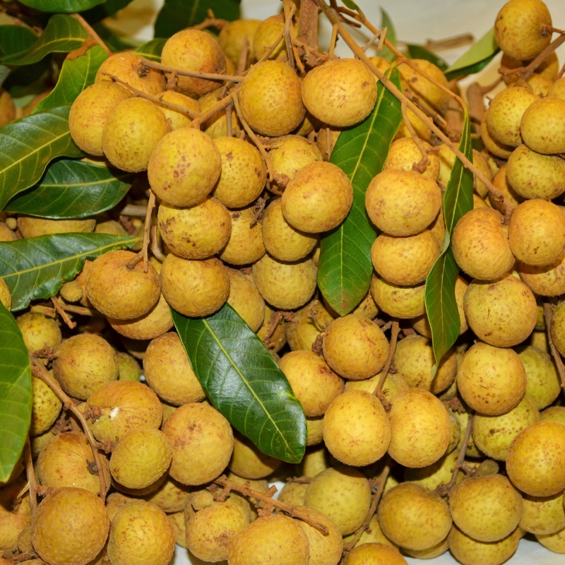 Nhãn Xuồng