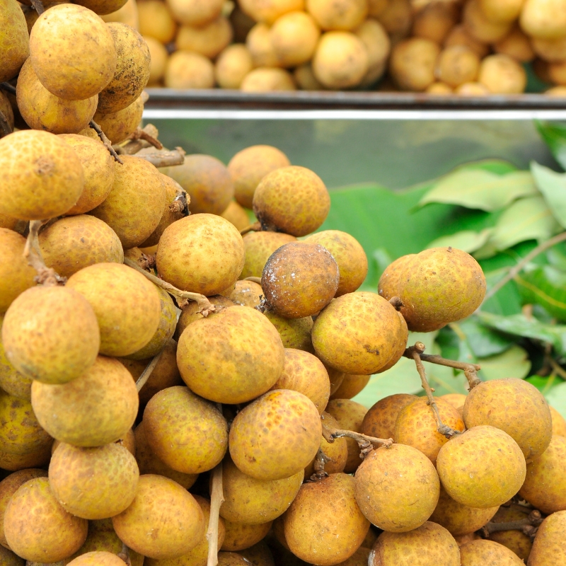 Nhãn Xuồng