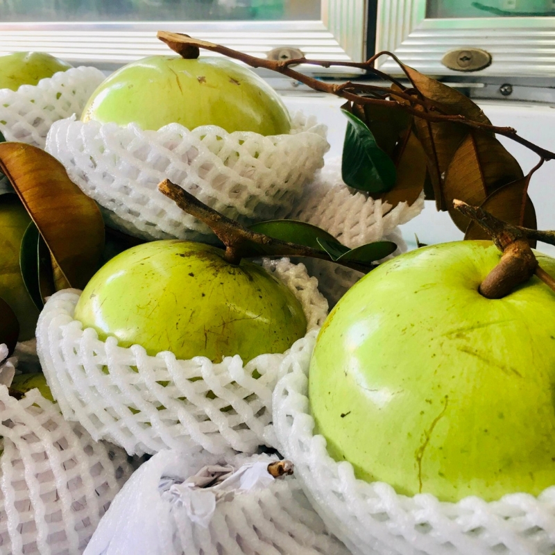 Vú Sữa