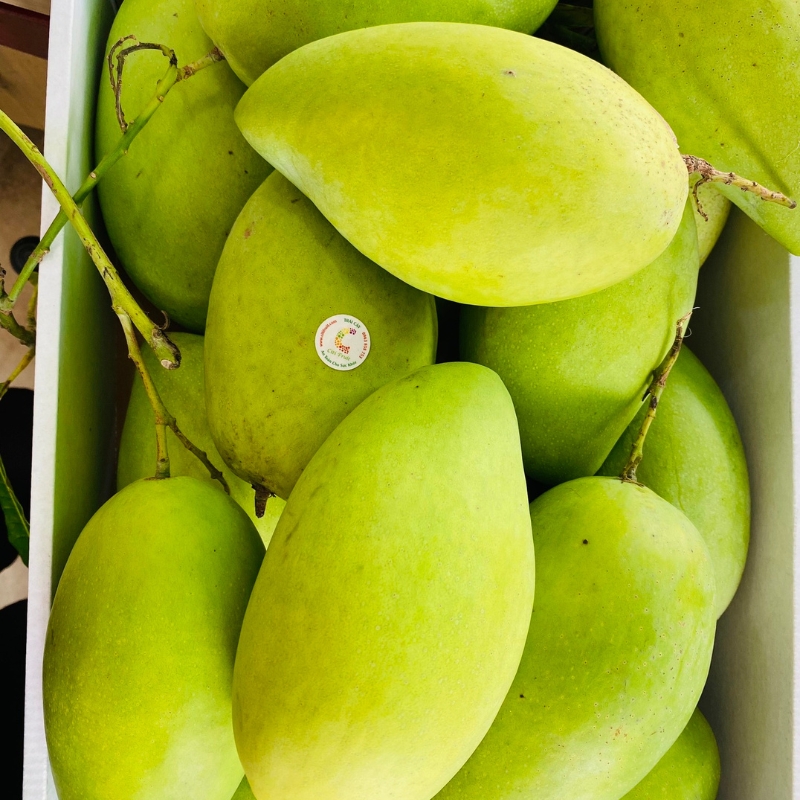 Xoài Cát Hòa Lộc Loại 1 – Thơm Ngon, Tươi Mỗi Ngày, Giao Siêu Tốc