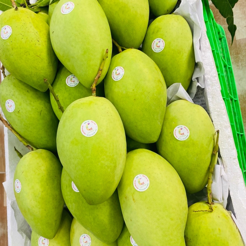 Xoài Cát Hòa Lộc Loại 1 – Thơm Ngon, Tươi Mỗi Ngày, Giao Siêu Tốc