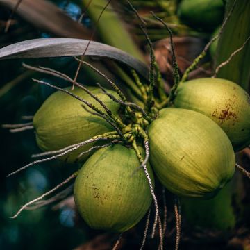 6 lợi ích tuyệt vời của trái dừa có thể bạn chưa biết