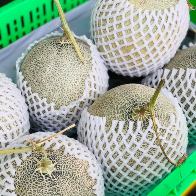 Dưa Lưới