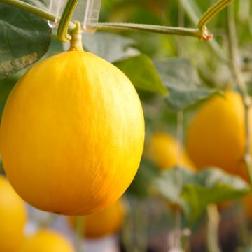 Trái dưa hoàng kim: Công dụng và những thông tin cần biết