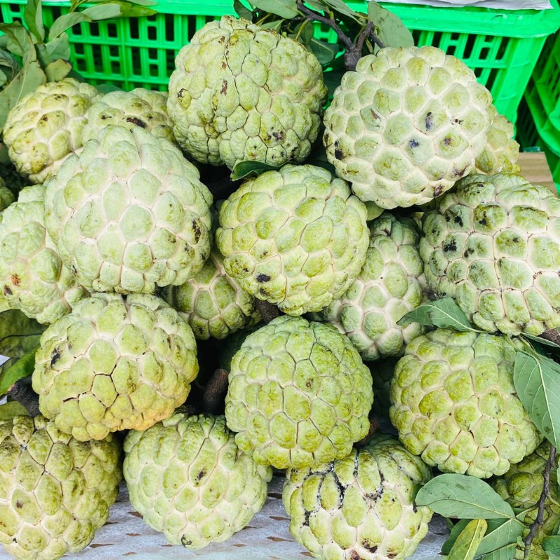 Mãng Cầu Na