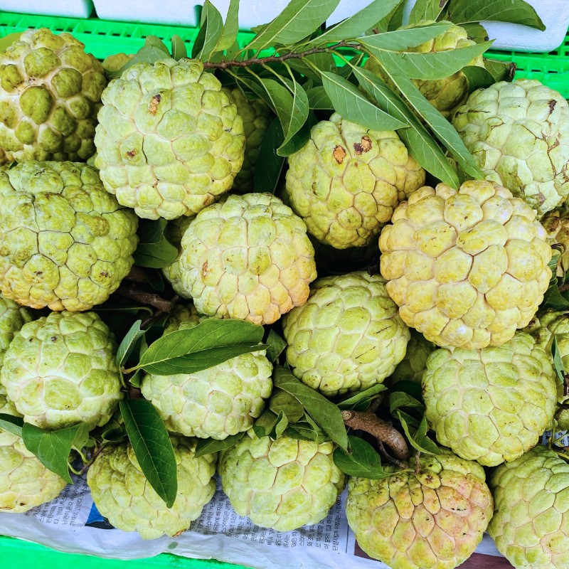 Mãng Cầu Na