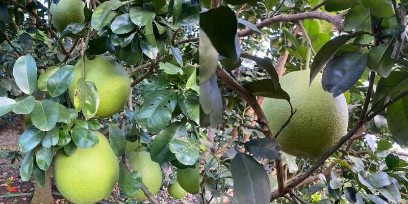 buoi-da-xanh-trai-cay-citi-fruit-03.jpg