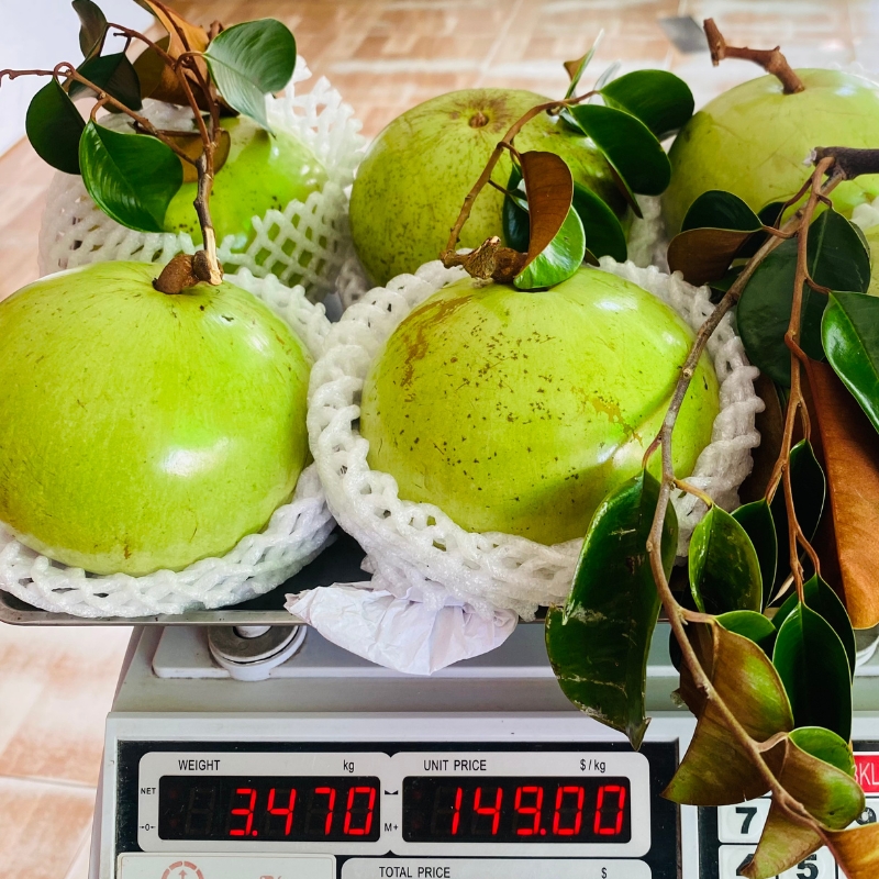 Khám phá các địa phương nổi tiếng về trái vú sữa tại Việt Nam