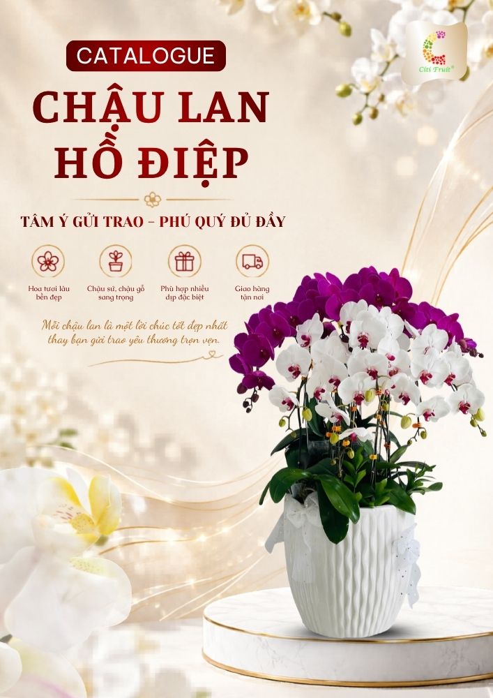 Chậu Hoa Lan Hồ Điệp